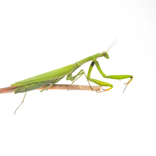 사마귀가 바탕에 곤충의 포식자 동물학 — 스톡 사진