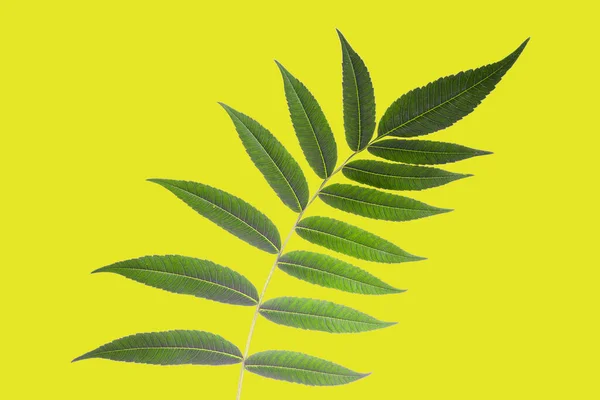 Gałąź Liśćmi Żółtym Tle Roślinność Botanika — Zdjęcie stockowe