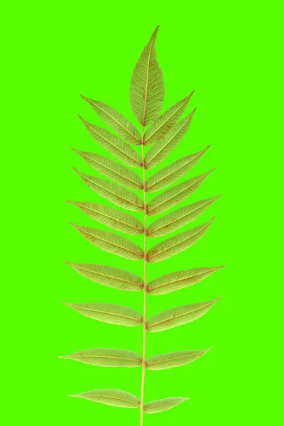 Yeşil Arka Planda Yaprakları Olan Bir Dal Bitki Örtüsü Botanik — Stok fotoğraf