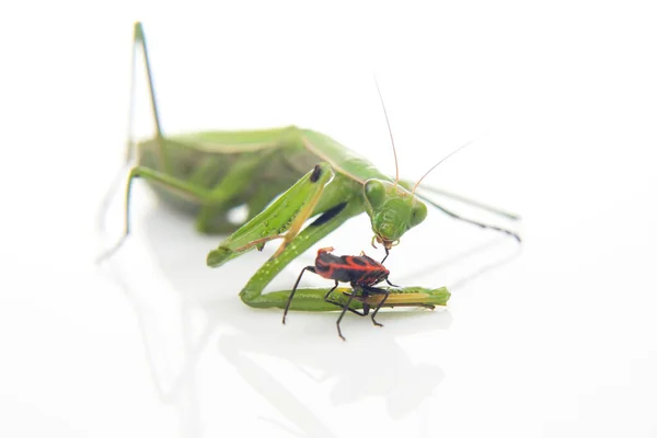 Mantis Religiosa Verde Come Escarabajo Sobre Fondo Blanco Cerca Depredador — Foto de Stock