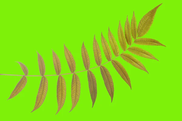 Větev Listy Zeleném Pozadí Vegetace Botanika — Stock fotografie