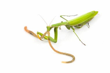 Yeşil peygamberdevesi beyaz arka planda yer solucanı yer. Böcek avcısı. Doğa ve zooloji