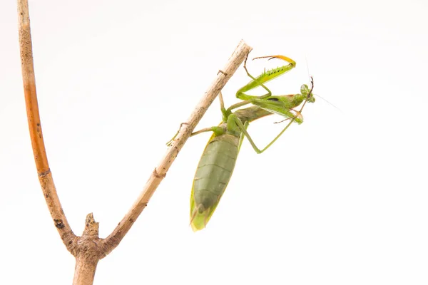 사마귀가 배경에 나뭇가지에 곤충의 포식자 동물학 — 스톡 사진