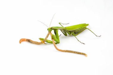 Yeşil peygamberdevesi beyaz arka planda yer solucanı yer. Böcek avcısı. Doğa ve zooloji