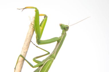 Yeşil peygamberdevesi beyaz arka planda bir ağaç dalında oturur. Böcek avcısı. Doğa ve zooloji