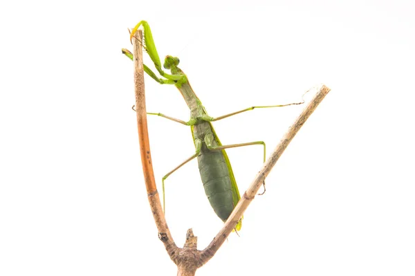 Vert Priant Mantis Assis Sur Une Branche Arbre Sur Fond — Photo