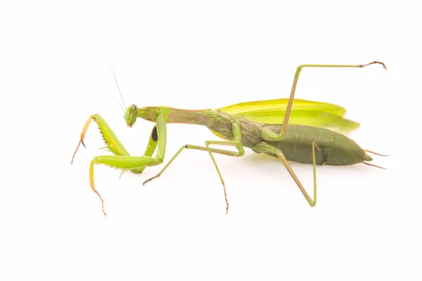 Mantis Religiosa Verde Asienta Sobre Fondo Blanco Depredador Insectos Naturaleza — Foto de Stock
