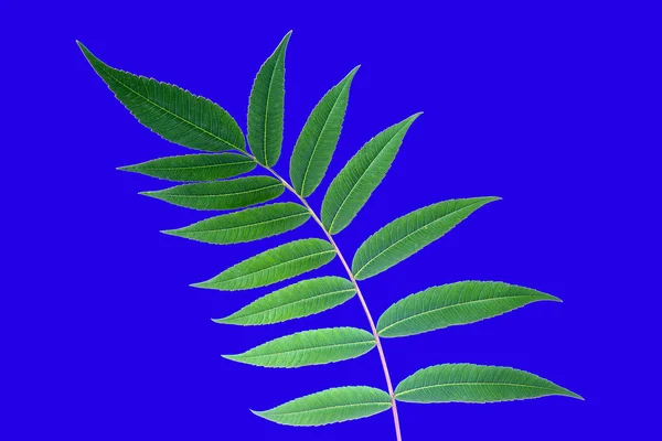 Faág Kék Hátterű Levelekkel Növényzet Botanika — Stock Fotó