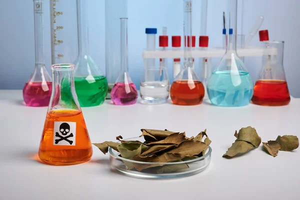 Bay Leaves in Petri Dish - Toxic Lab Analyse — Stockfoto