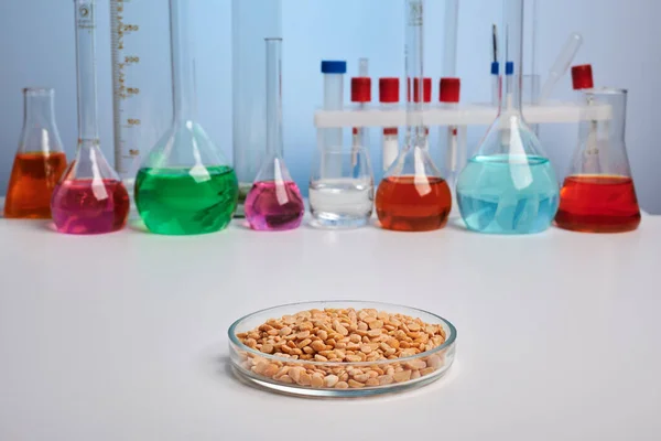 Pea Groats in Petri Dish on Chemical Desk — Stock Photo, Image