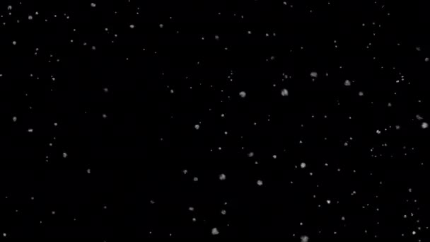 Nieve Real Cayendo Con Bucle Alfa — Vídeos de Stock
