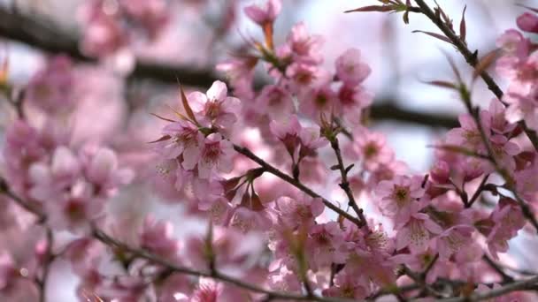 Primavera Con Flores Rosadas Floreciendo — Vídeo de stock