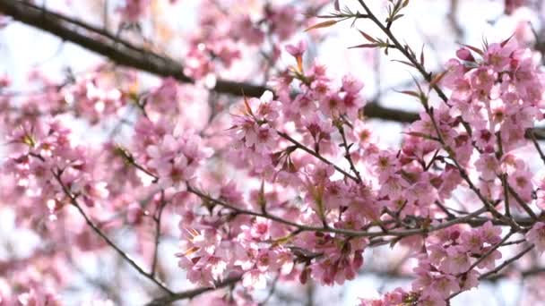 Rosafarbene Kirschblüten Blühen Frühling Auf Ästen Eines Baumes — Stockvideo