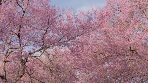 Piękne Drzewo Wiśni Błękitnym Niebie — Wideo stockowe