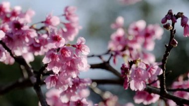 Güzel bahar pembe çiçekleri açıyor..