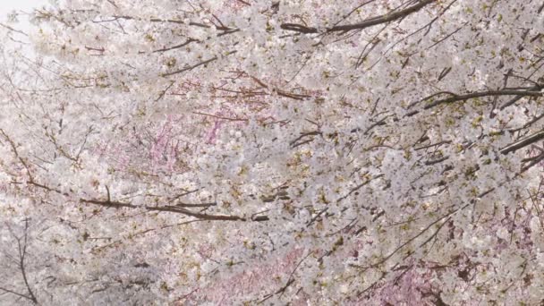 Красивые Цветы Сакуры Цветущие Весной — стоковое видео