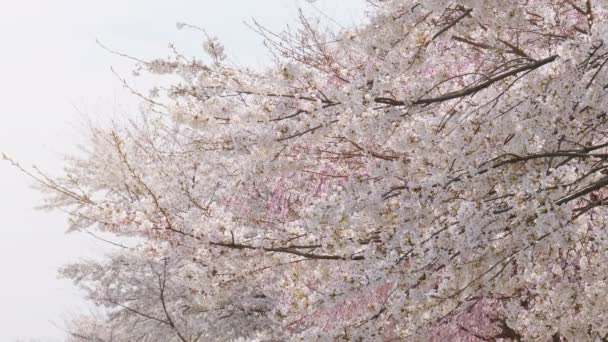 Belles Branches Fleurs Cerisier Printemps — Video
