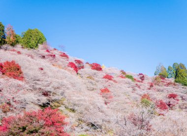 Güzel sonbahar yaprakları mavi gökyüzüyle dağda.