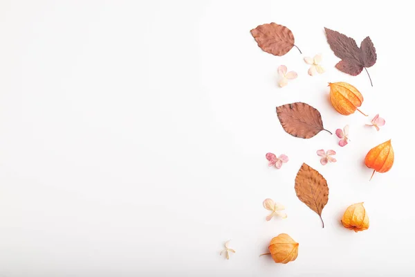 Komposition Mit Herbstblättern Aus Gelben Und Braunen Buchen Physalis Und — Stockfoto
