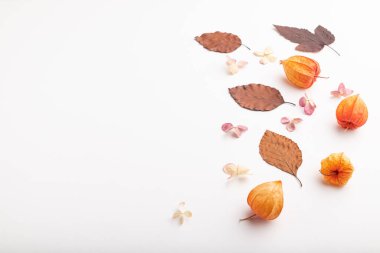Sarı ve kahverengi kayın yapraklı kompozisyon, bitki örtüsü ve ortanca çiçekleri, beyaz arka planda model. Boşluk, düzlük, kenar görünüm, durgun yaşam, kopyalama alanı.