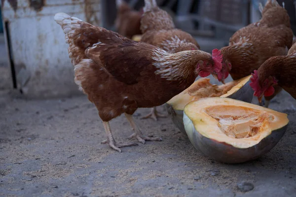 Κοτόπουλα κοτόπουλου ραμφίζουν σε μια κομμένη κολοκύθα — Φωτογραφία Αρχείου