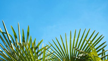 Pankart. Mavi gökyüzüne yakın palmiye yaprakları. Boşluğu kopyala, yeşillik arkaplanı. Tatil konsepti, seyahat, turizm, tatil beldesi.