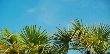 Mavi gökyüzüne karşı palmiye yaprakları. Boşluğu kopyala, yeşillik arkaplanı. Tatil, konsept, turizm beldesi