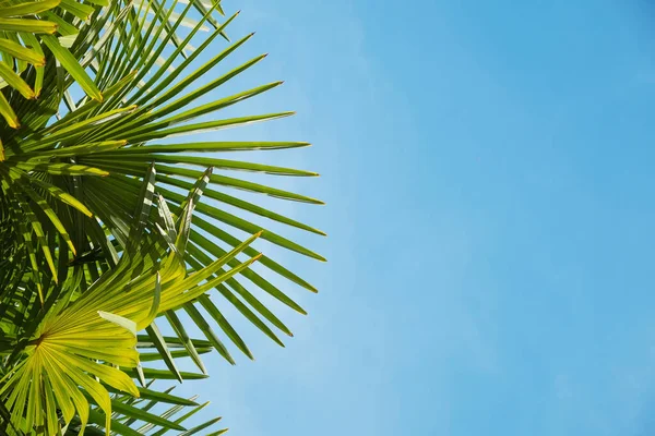 Yakın plan. Mavi gökyüzünün sağında bulunan palmiye yaprakları. Boşluğu kopyala, yeşillik arkaplanı. Tatil, konsept, seyahat, turizm, tatil beldesi.