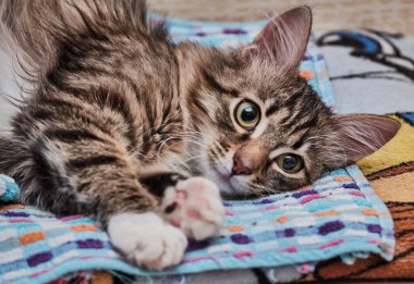 Küçük renkli kedi renkli havlunun üzerinde dinleniyor ve kameraya bakıyor. Yakın plan.