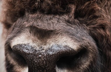 Bizon burun kapama. Prioksko-Terrasny doğa koruma alanında vahşi bizon (Bison bonasus)