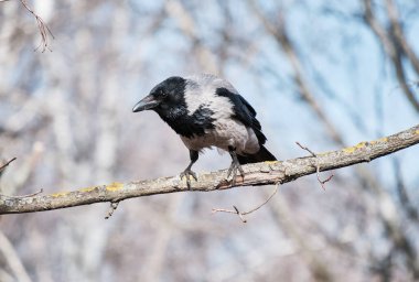 Karga, mavi gökyüzüne karşı ağaç dalında oturur