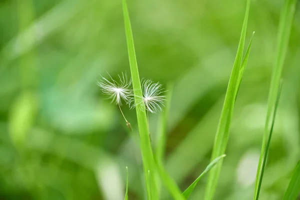 美丽的 白色的 蓬松的蒲公英种子在风中飘扬 落在绿色的草地上 播散种子的风 — 图库照片