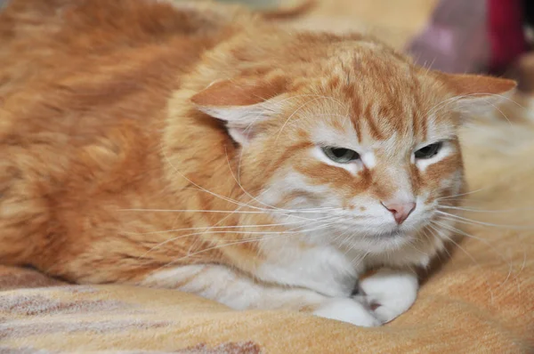 Affascinante Gatto Rosso Trova Casa Uno Sfondo Arancione Spiacevolmente Premendo — Foto Stock