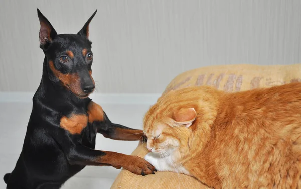 Cão Gato Juntos Olhar Pinscher Miniatura Com Interesse Gato Gordo — Fotografia de Stock