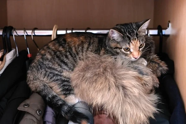 Bunte Hauskatze Versteckt Sich Kleiderschrank Ruht Auf Einem Flauschigen Halsband — Stockfoto