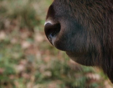 Bizonun burnunu bir sonbahar ormanının arka planına yakın çekim. Prioksko-Terrasny Rezervinde