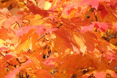 Renkli akçaağaç yaprağı ve akçaağaç yapraklarının doğası sonbaharda renk değiştirir. Renkli bokeh arkaplan, doğa konsepti.