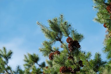 Yeni yıl ve Noel. Güzel kozalaklı Noel ağacı bulutlu mavi gökyüzüne karşı. Yüzeyin derinliği. Kopyala.