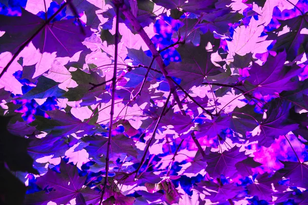 Feuilles Tiges Forme Coin Dans Des Néons Bleus Violets — Photo