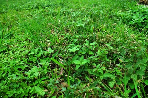 Tekstur Rumput Hijau Iklim Tropis — Stok Foto