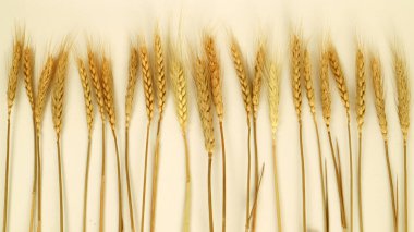 Beyaz arka planda duran kuru buğday bitkisinin kapalı alan fotoğrafçılığı