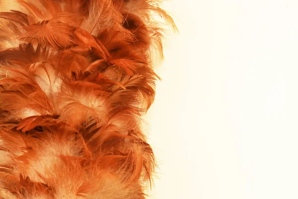 红褐色羽毛粉刷纹理摄影演播室 — 图库照片