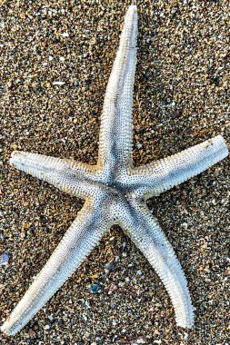 Güzel kurumuş deniz yıldızı. Yaklaş.