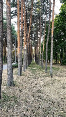 Ormandaki ağaçlar arasında yumuşak bir yol