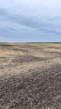 Kuru tarlalar hasat sonrası kış için hazırlanıyor.