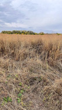 Bir tarlada uzun kuru otlar.