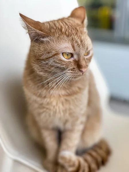 Портрет Красивого Імбирного Кота Стільці — стокове фото