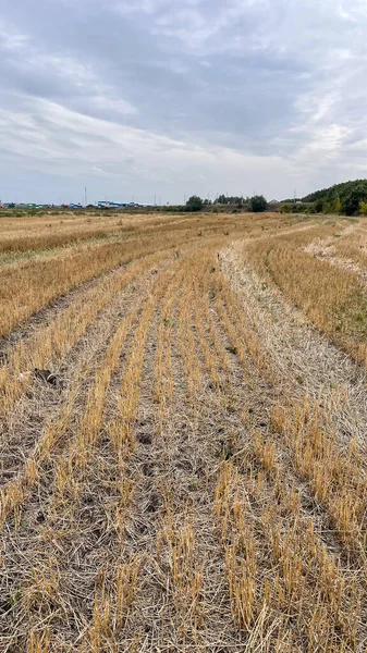 Kuru tarlalar hasat sonrası kış için hazırlanıyor.