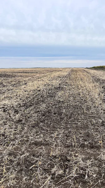 Kuru tarlalar hasat sonrası kış için hazırlanıyor.