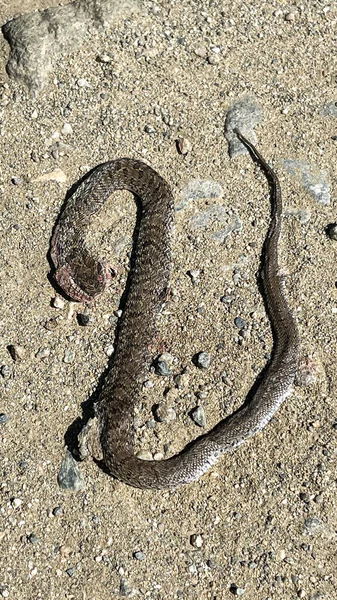 shed snake skin on the road